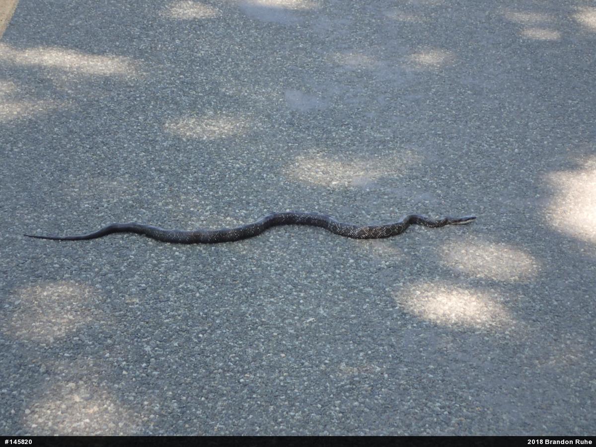Eastern Ratsnake