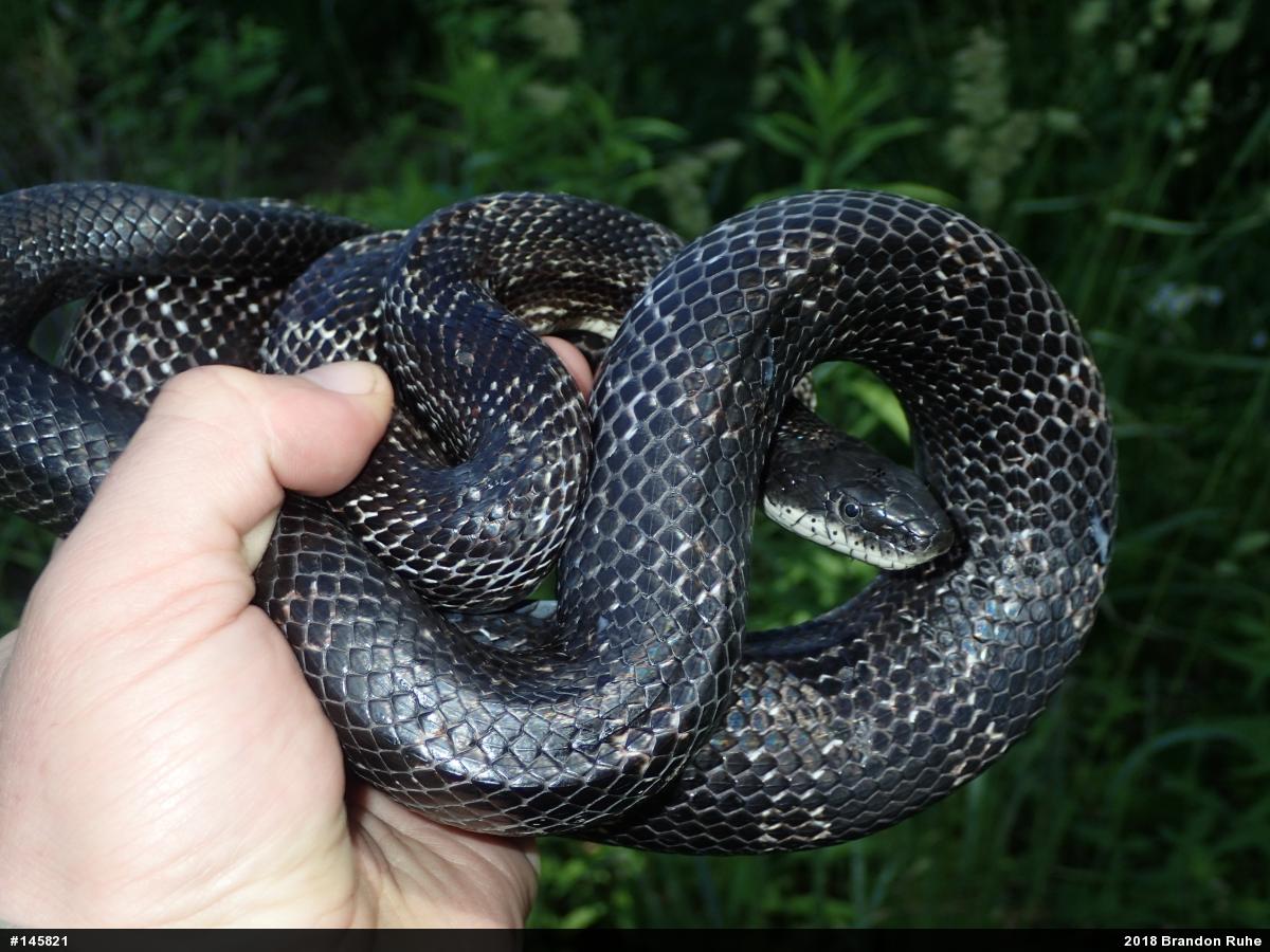 Eastern Ratsnake