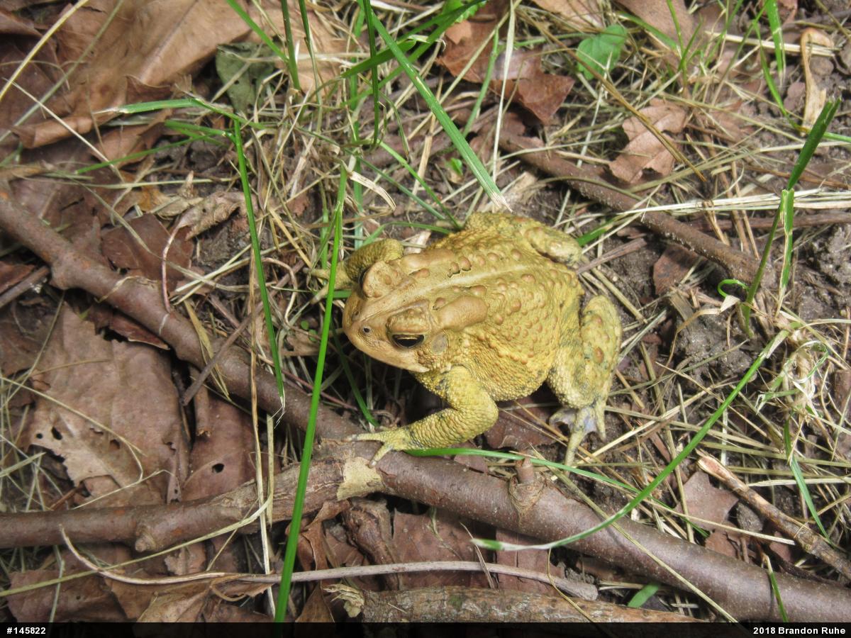 Eastern American Toad