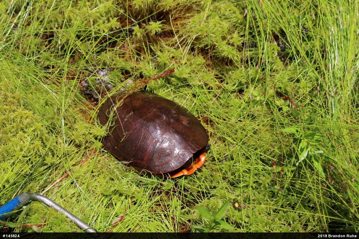 Eastern Painted Turtle