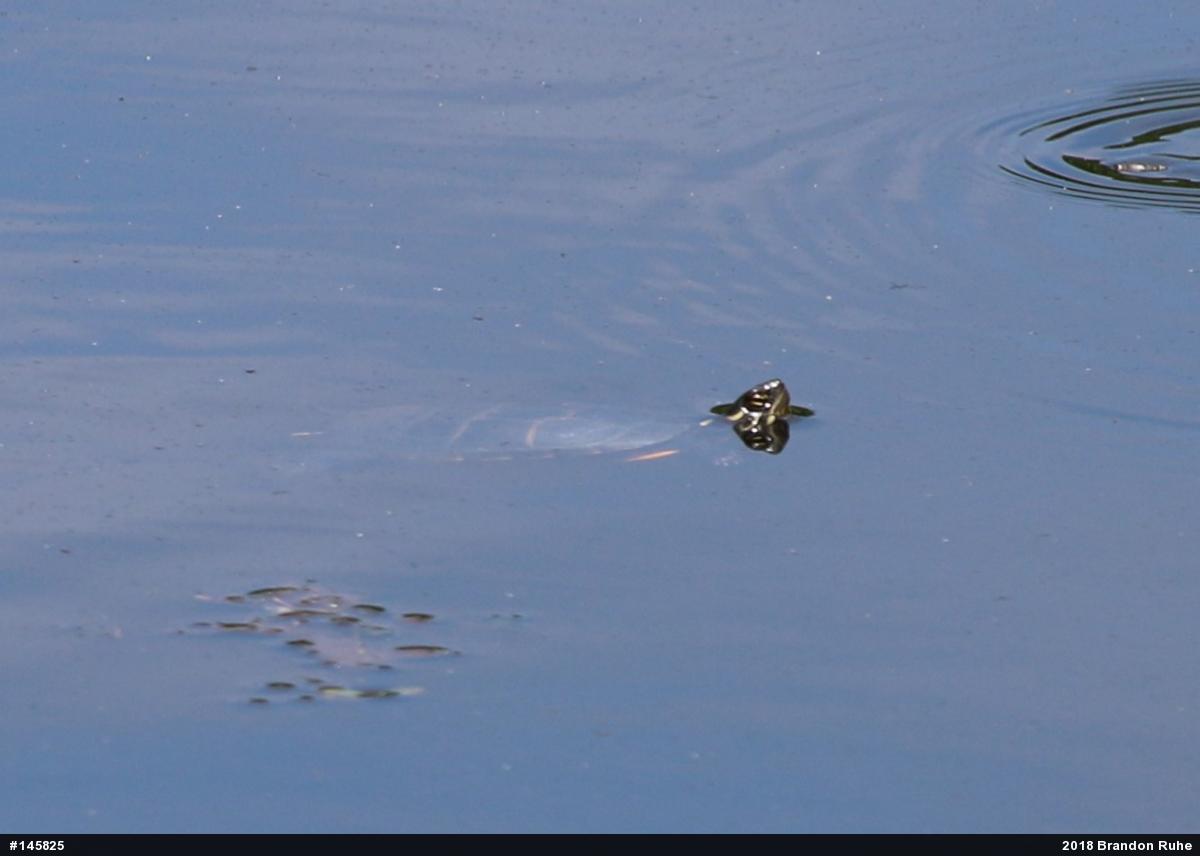 Eastern Painted Turtle
