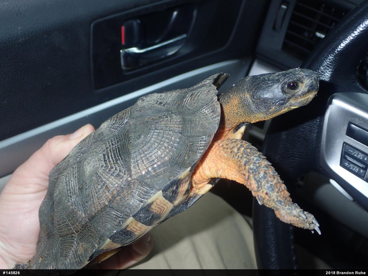 Wood Turtle