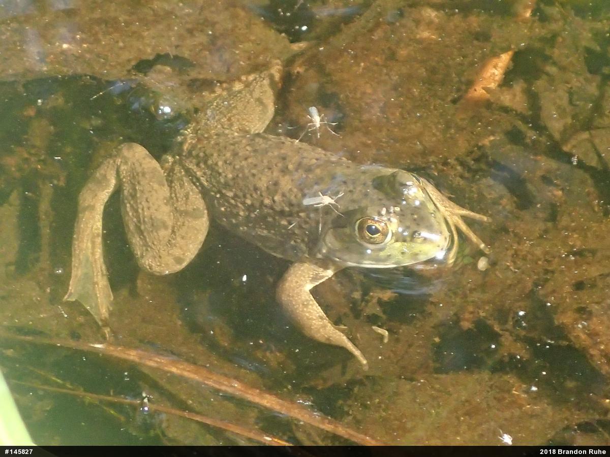 American Bullfrog