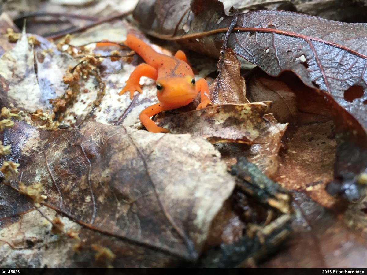 Red-spotted Newt
