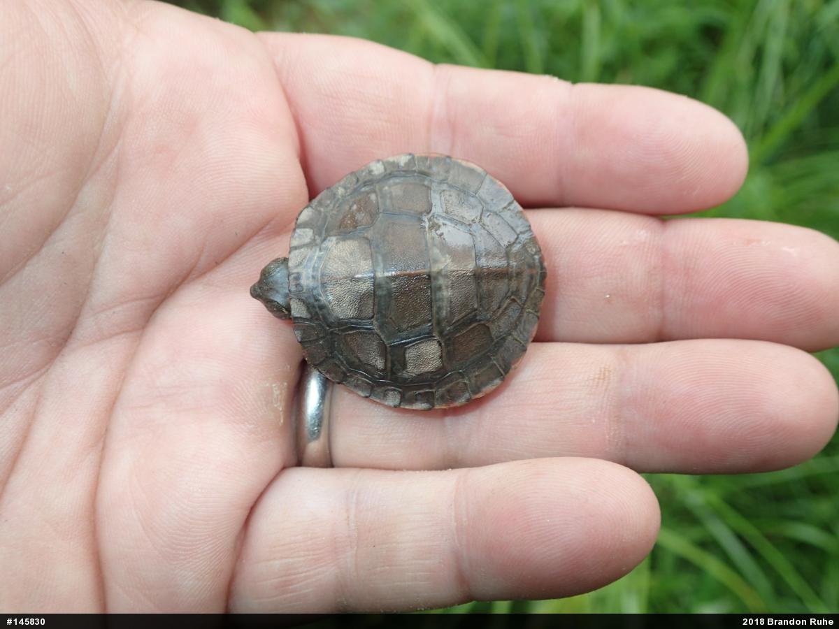 Painted Turtle