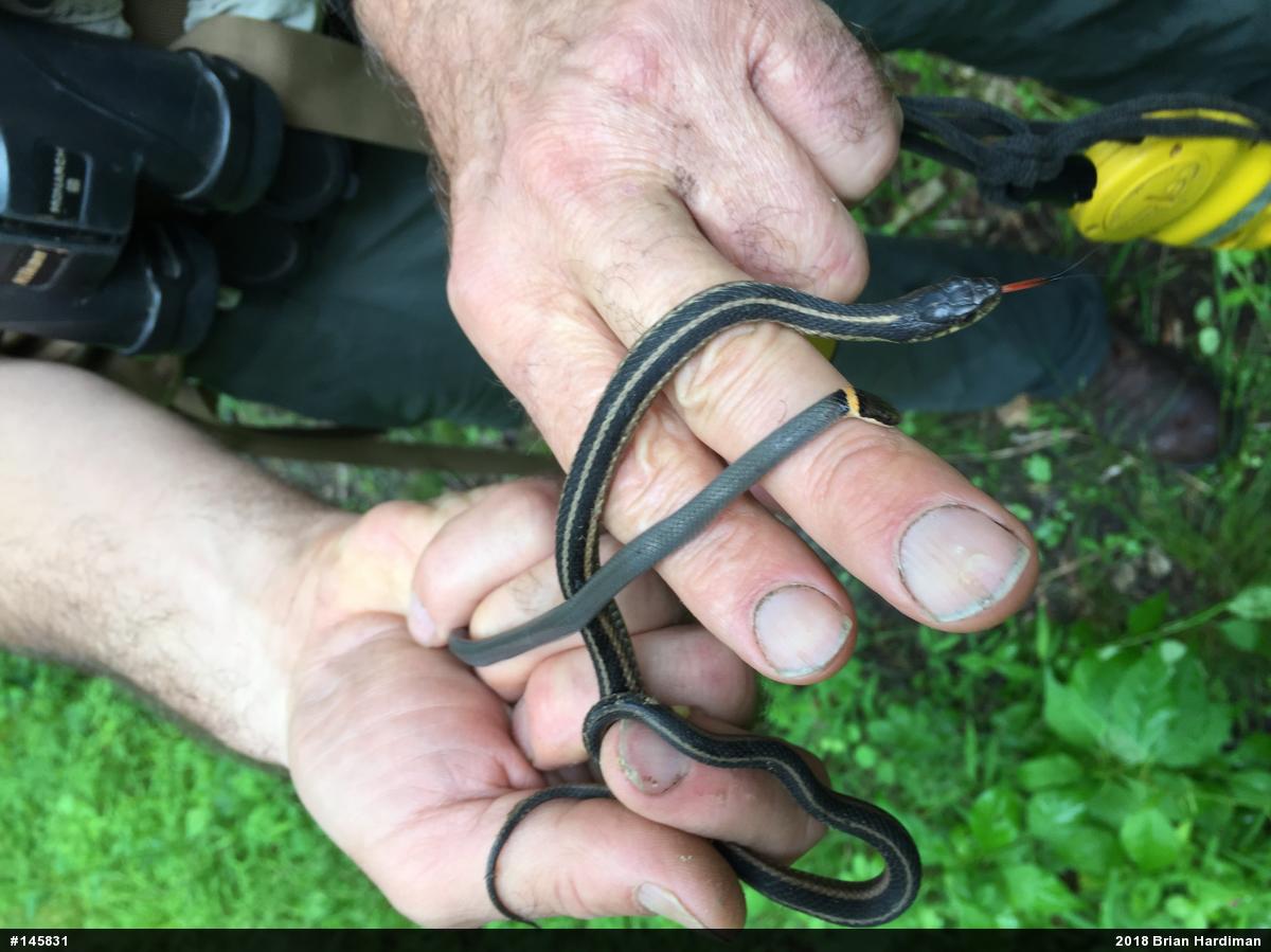 Eastern Gartersnake