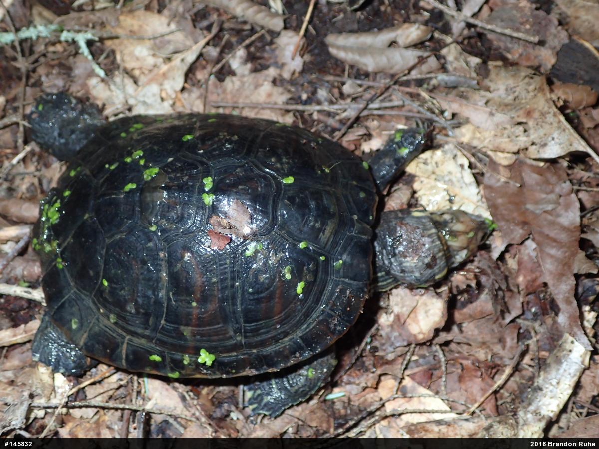 Pond Slider