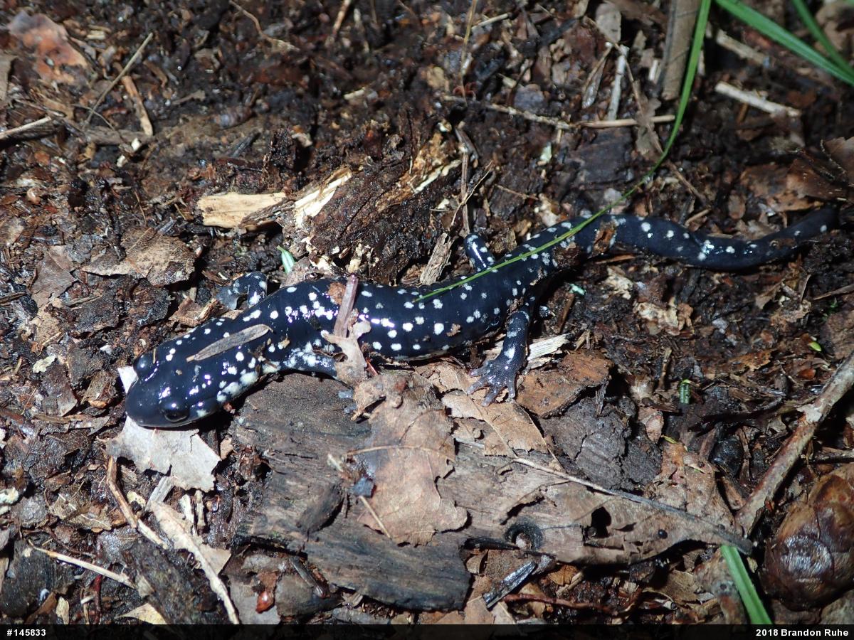 Northern Slimy Salamander