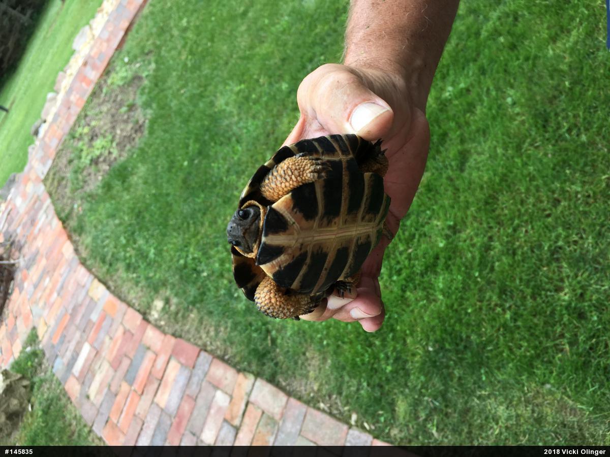 Wood Turtle