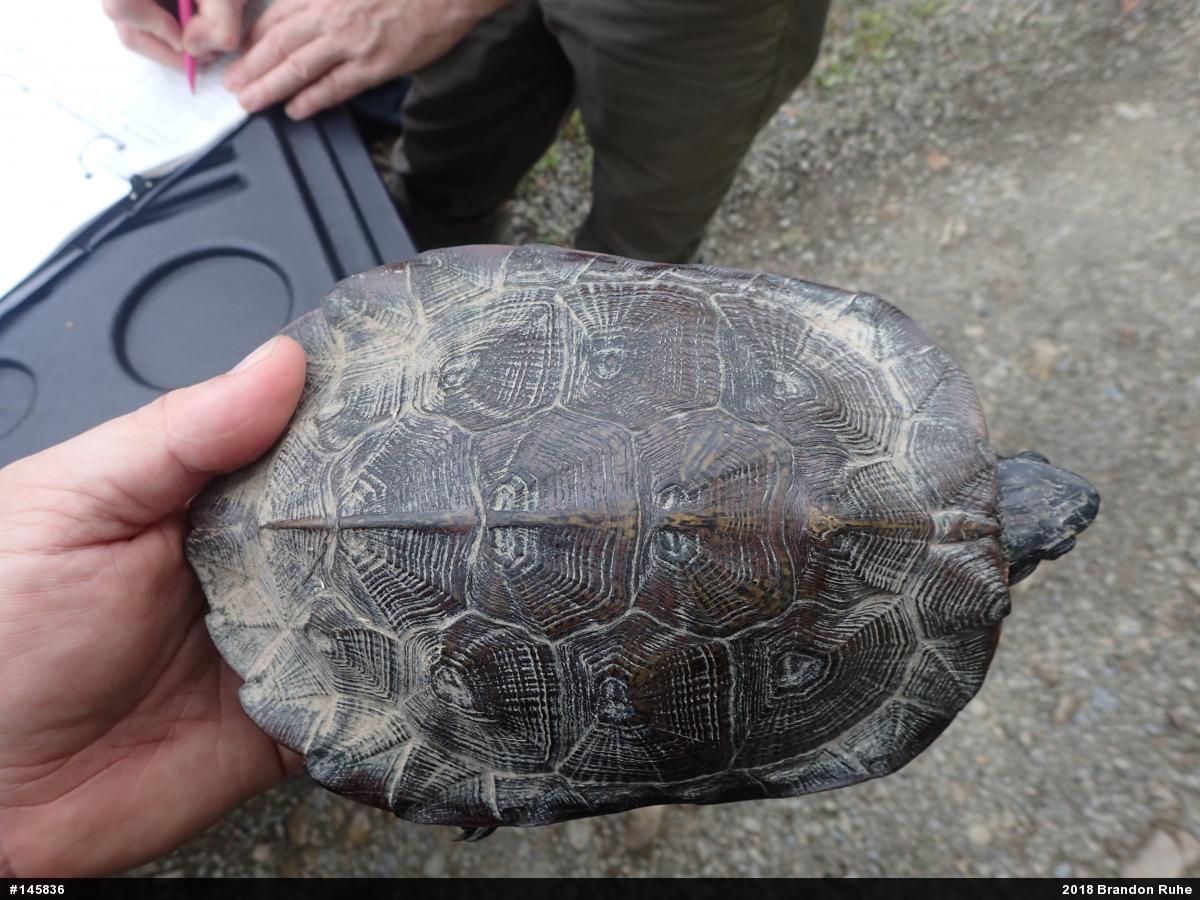 Wood Turtle