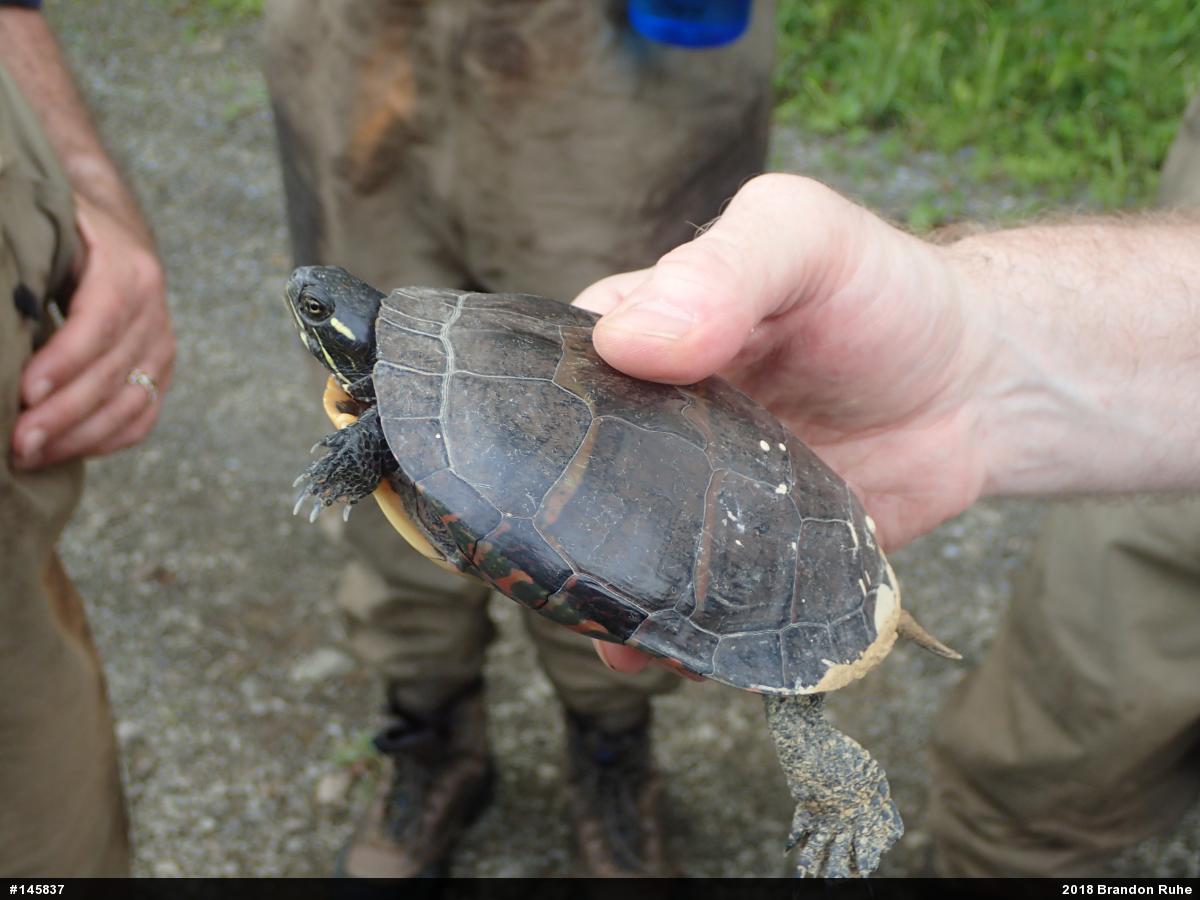 Painted Turtle