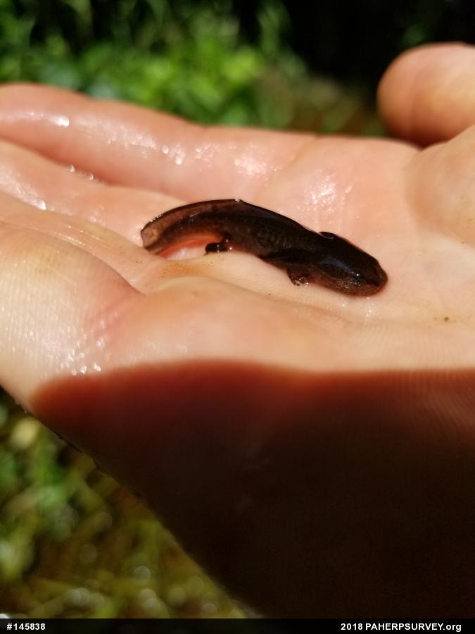 Marbled Salamander