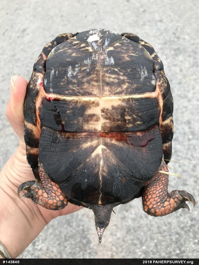 Eastern Box Turtle