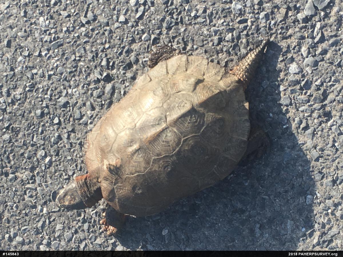 Wood Turtle