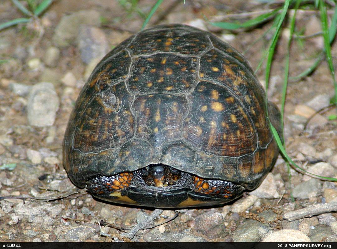 Eastern Box Turtle