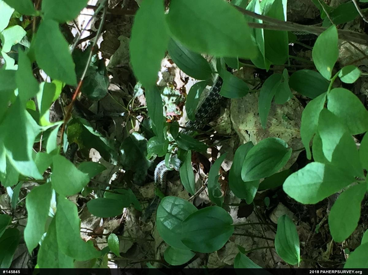 Eastern Gartersnake
