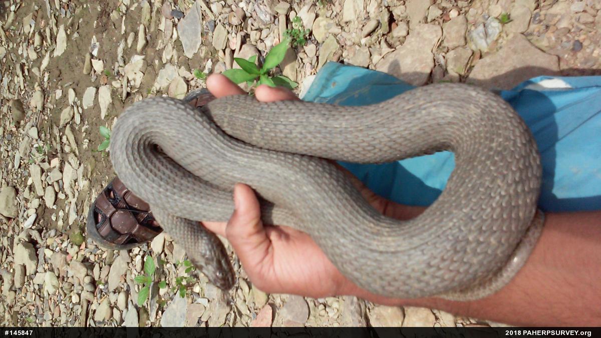 Northern Watersnake