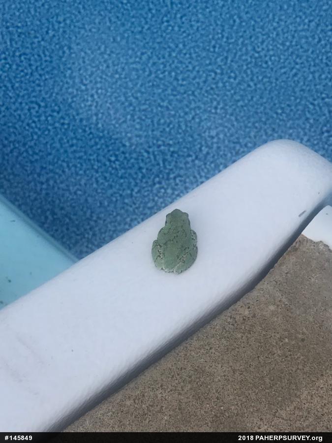 Unknown Gray Treefrog