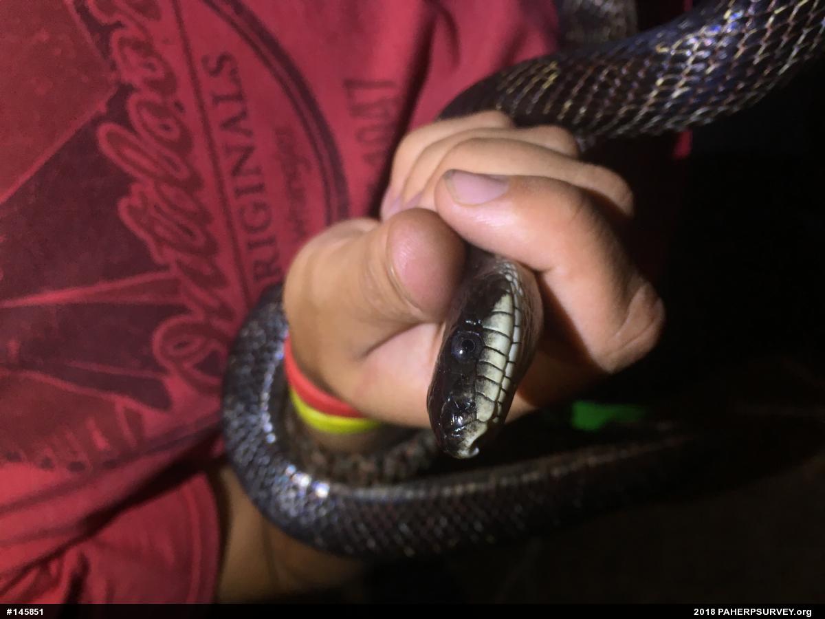 Eastern Ratsnake