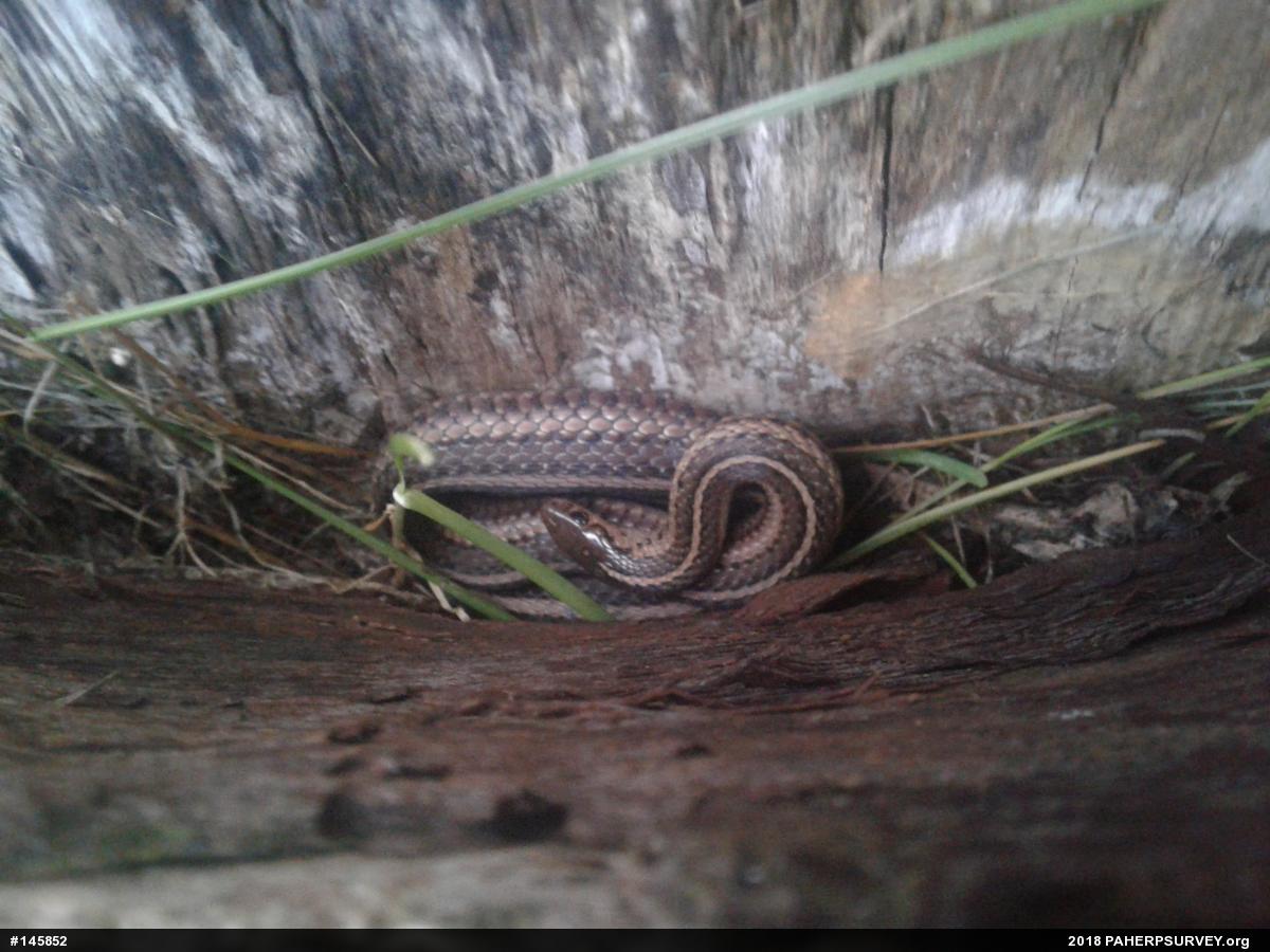 Shorthead Gartersnake
