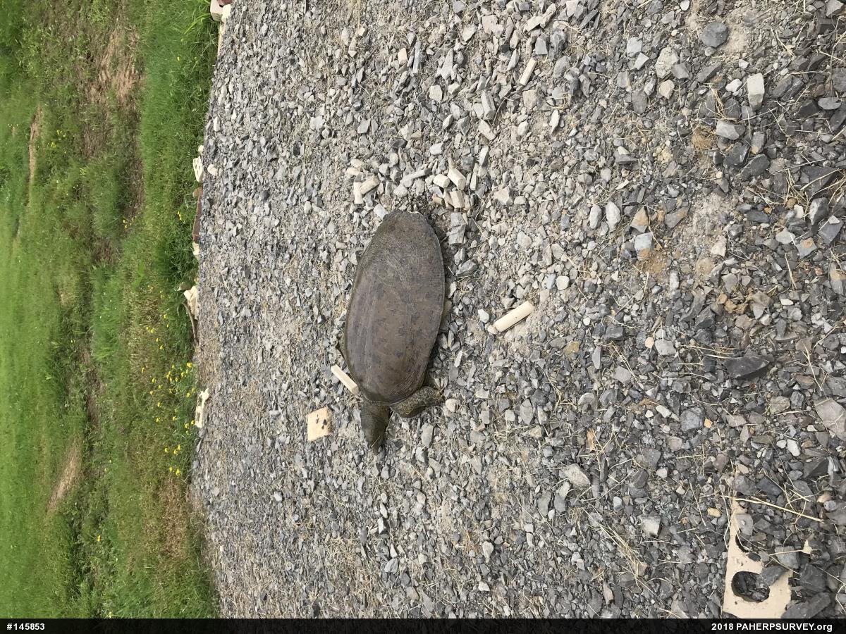 Eastern Spiny Softshell