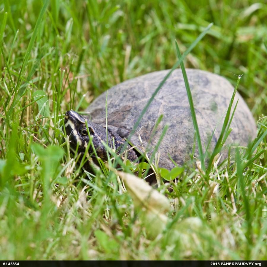 Eastern Musk Turtle