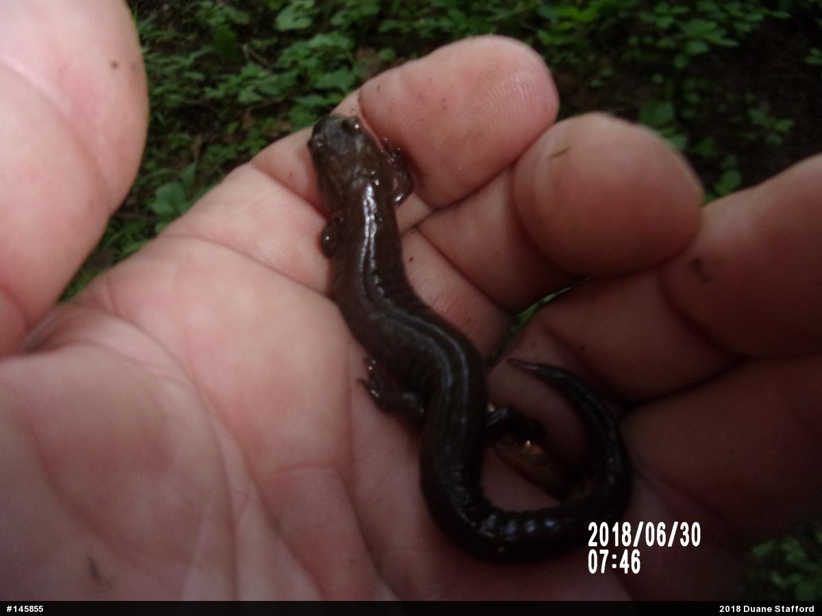 Northern Dusky Salamander