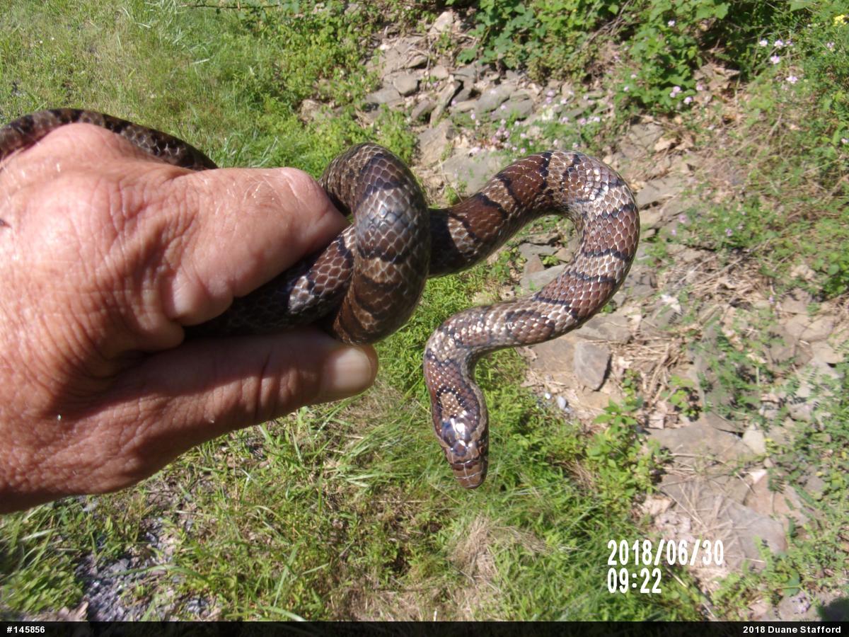 Eastern Milksnake