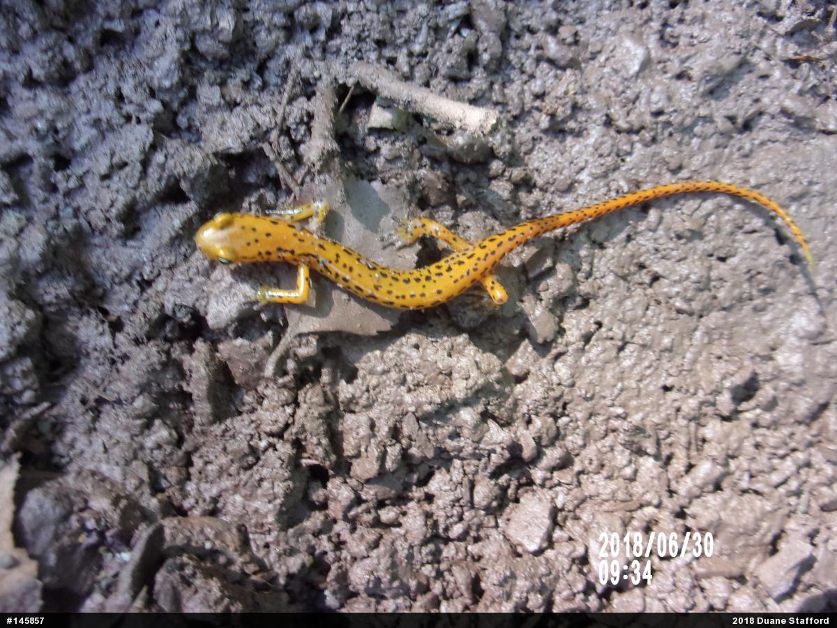 Eastern Long-tailed Salamander