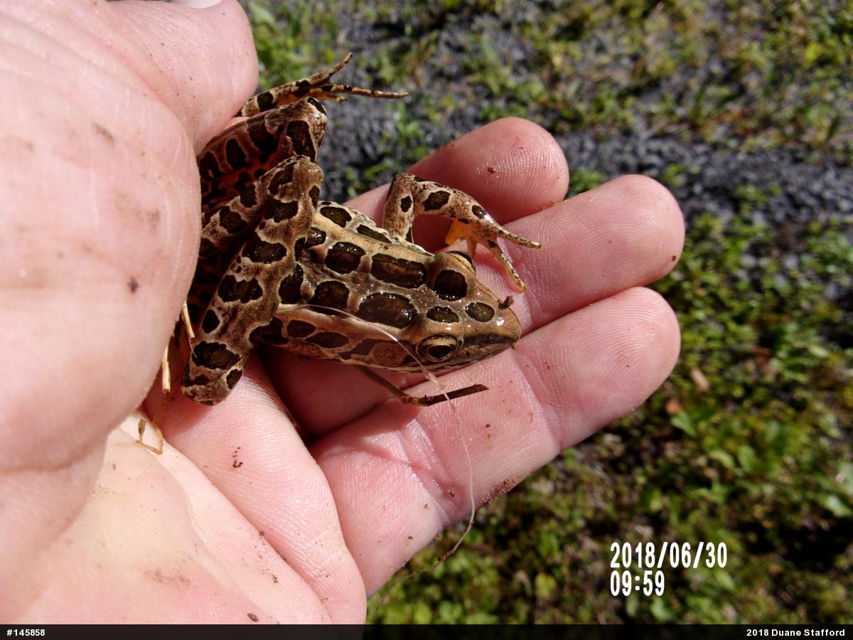 Pickerel Frog
