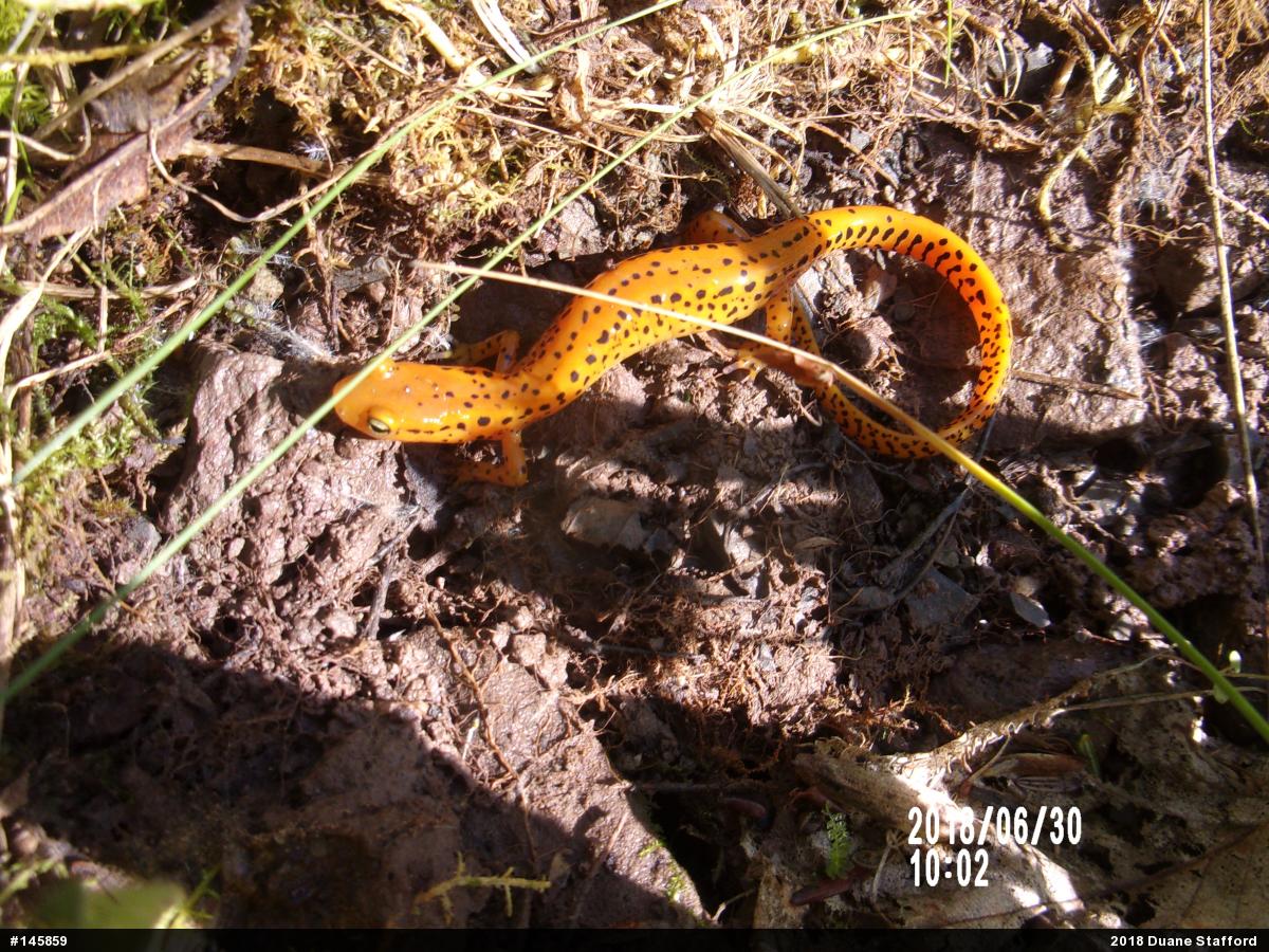 Eastern Long-tailed Salamander