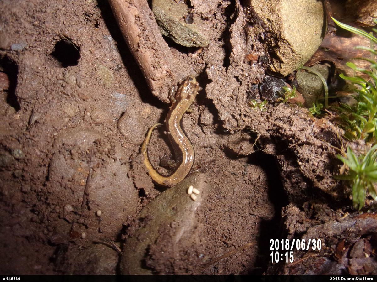 Allegheny Mountain Dusky Salamander