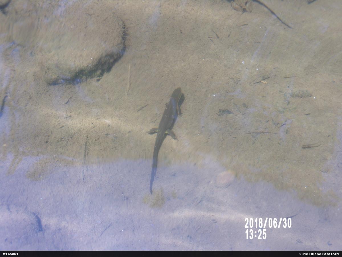 Red-spotted Newt