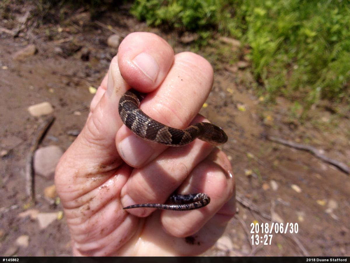 Northern Watersnake