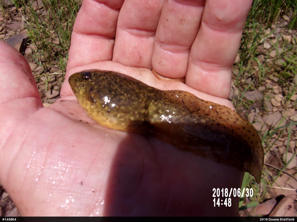 American Bullfrog