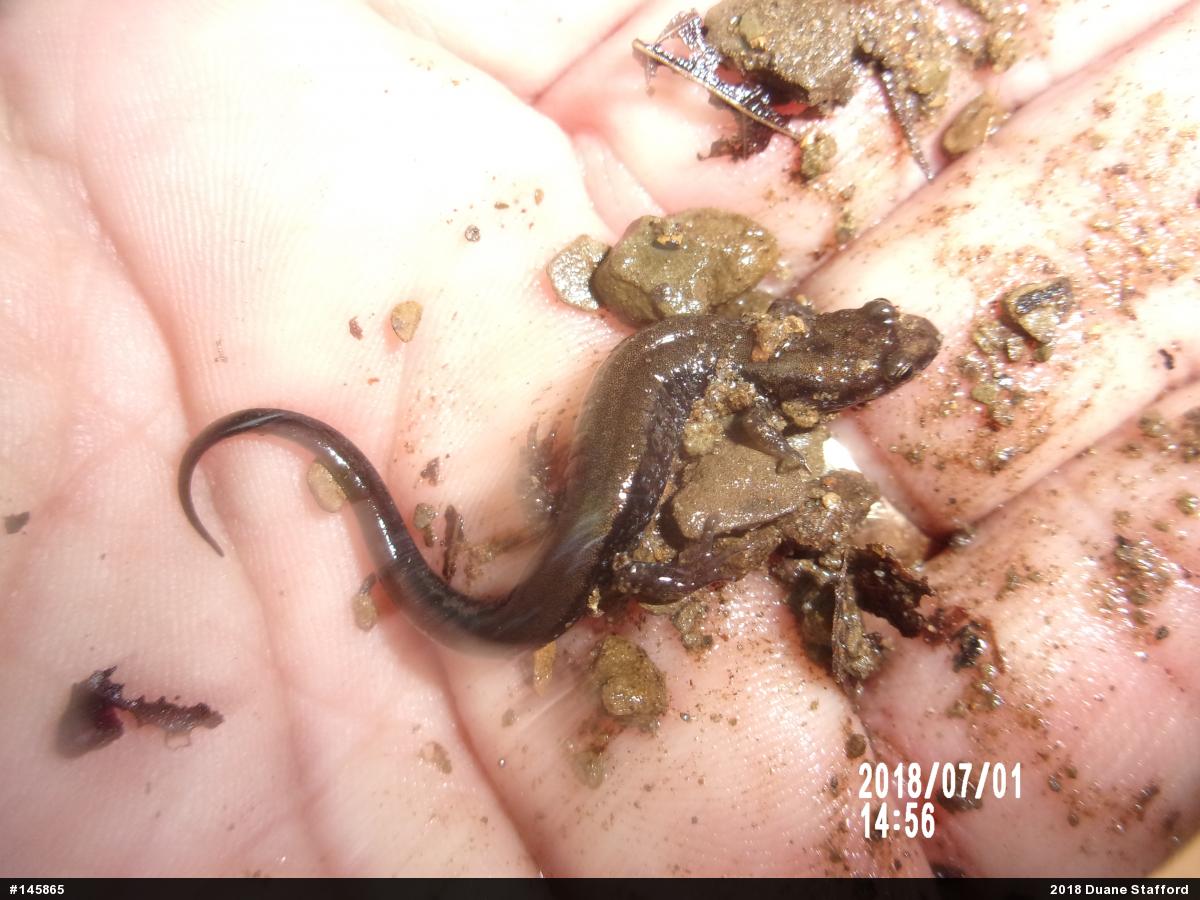 Allegheny Mountain Dusky Salamander