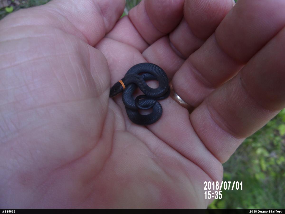 Northern Ring-necked Snake