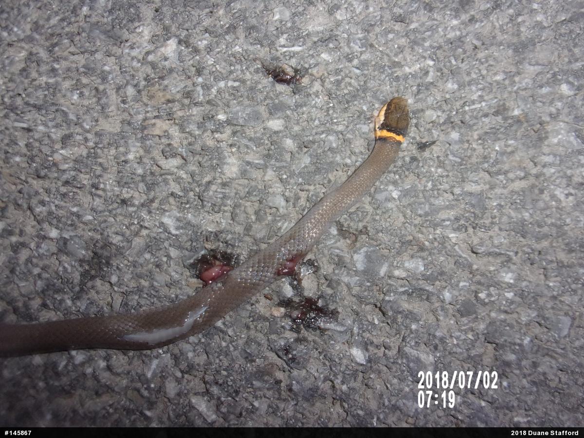 Northern Ring-necked Snake