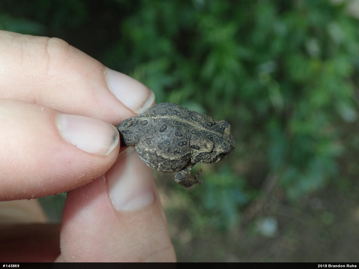 Fowler's Toad