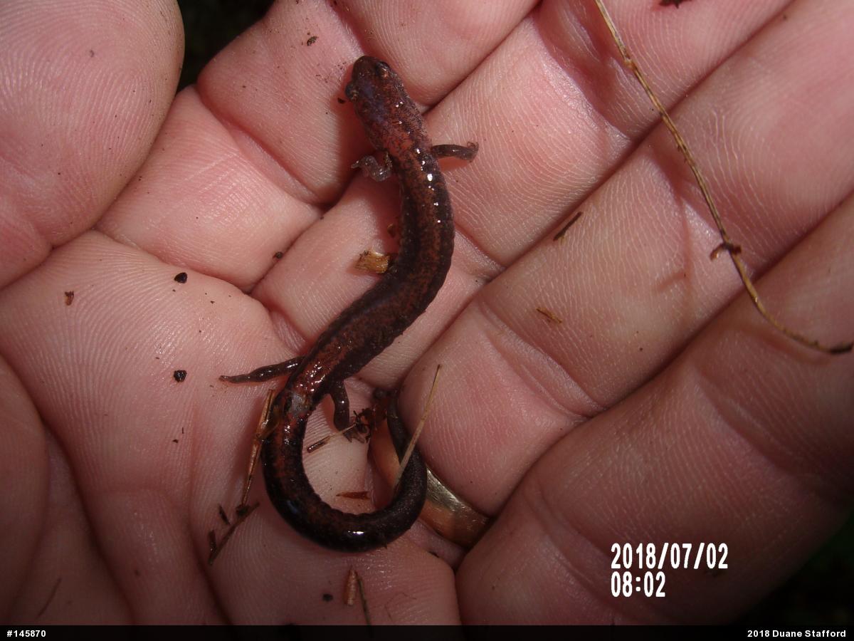 Eastern Red-backed  Salamander