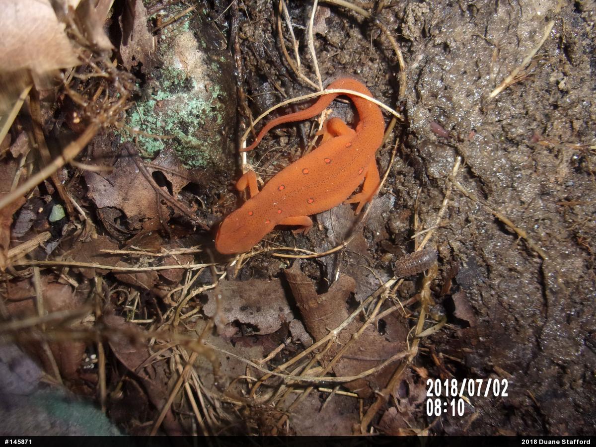 Red-spotted Newt