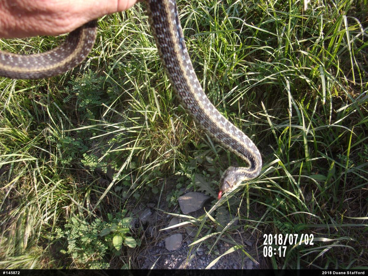 Eastern Gartersnake
