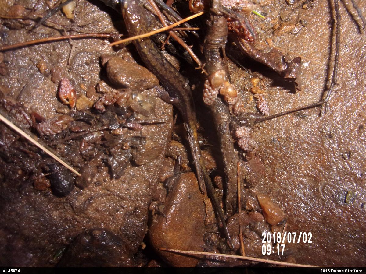 Allegheny Mountain Dusky Salamander