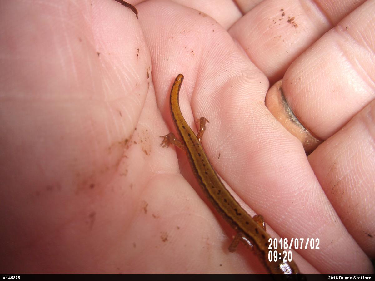 Northern Two-lined Salamander