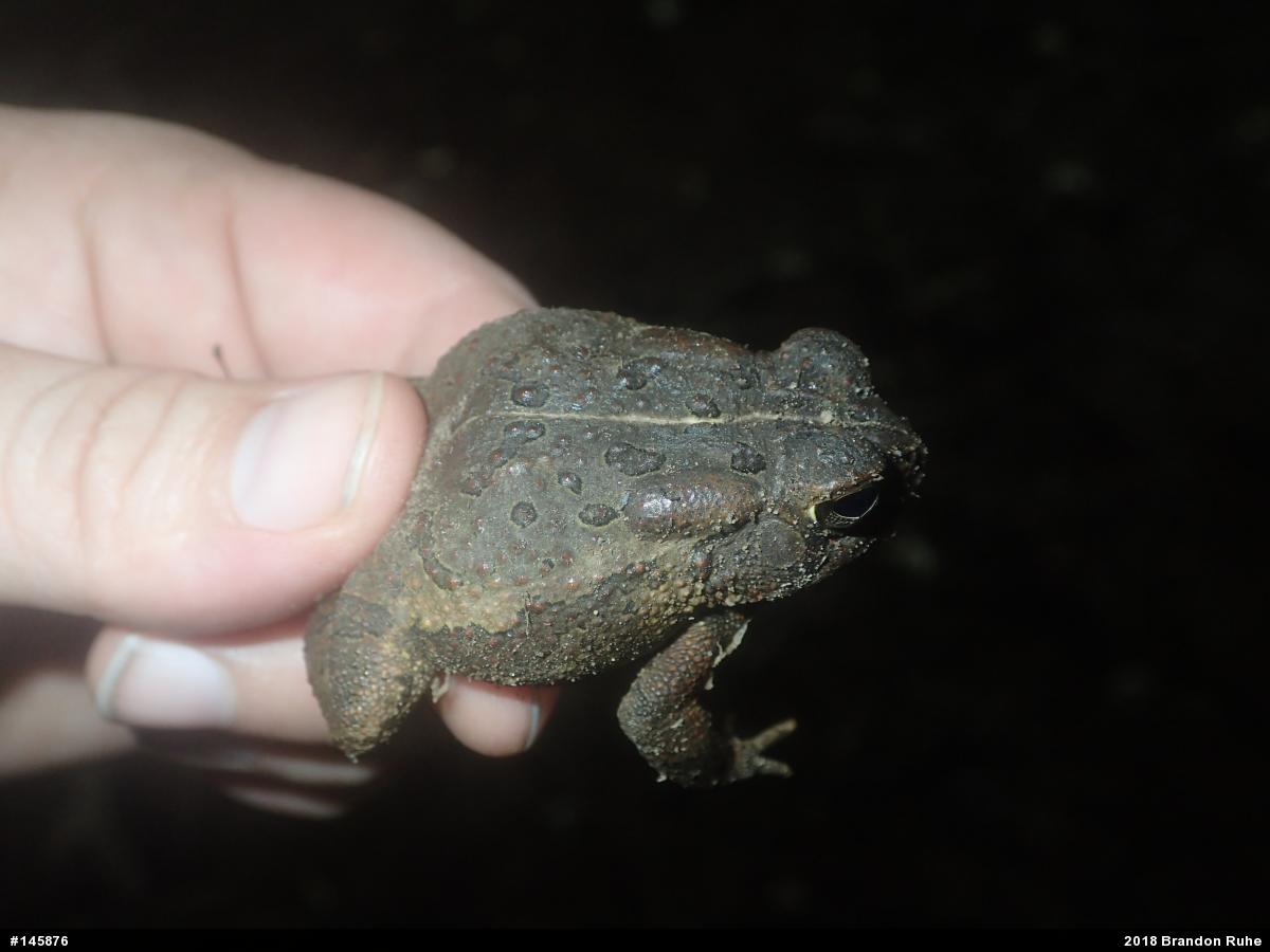 Fowler's Toad