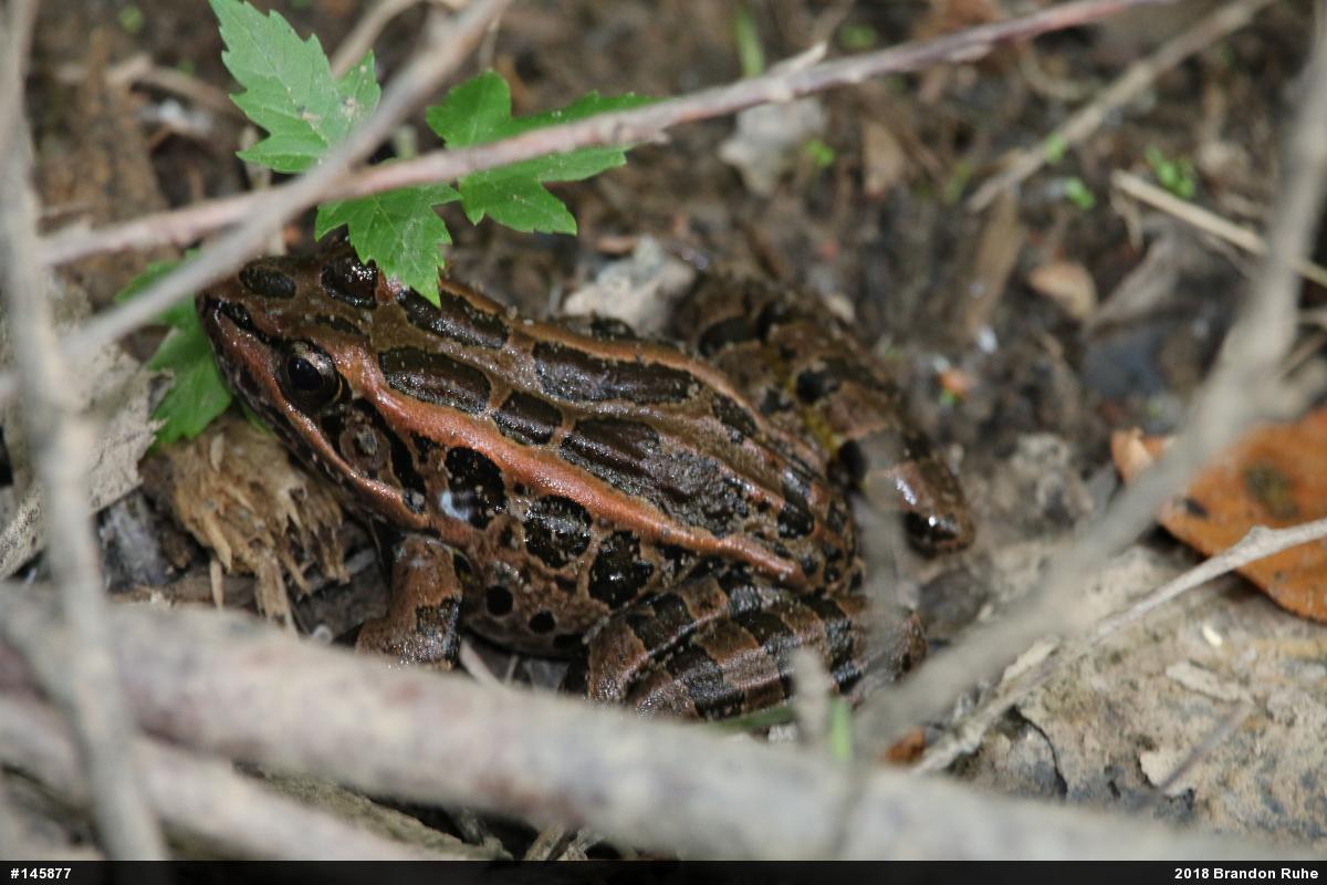 Pickerel Frog