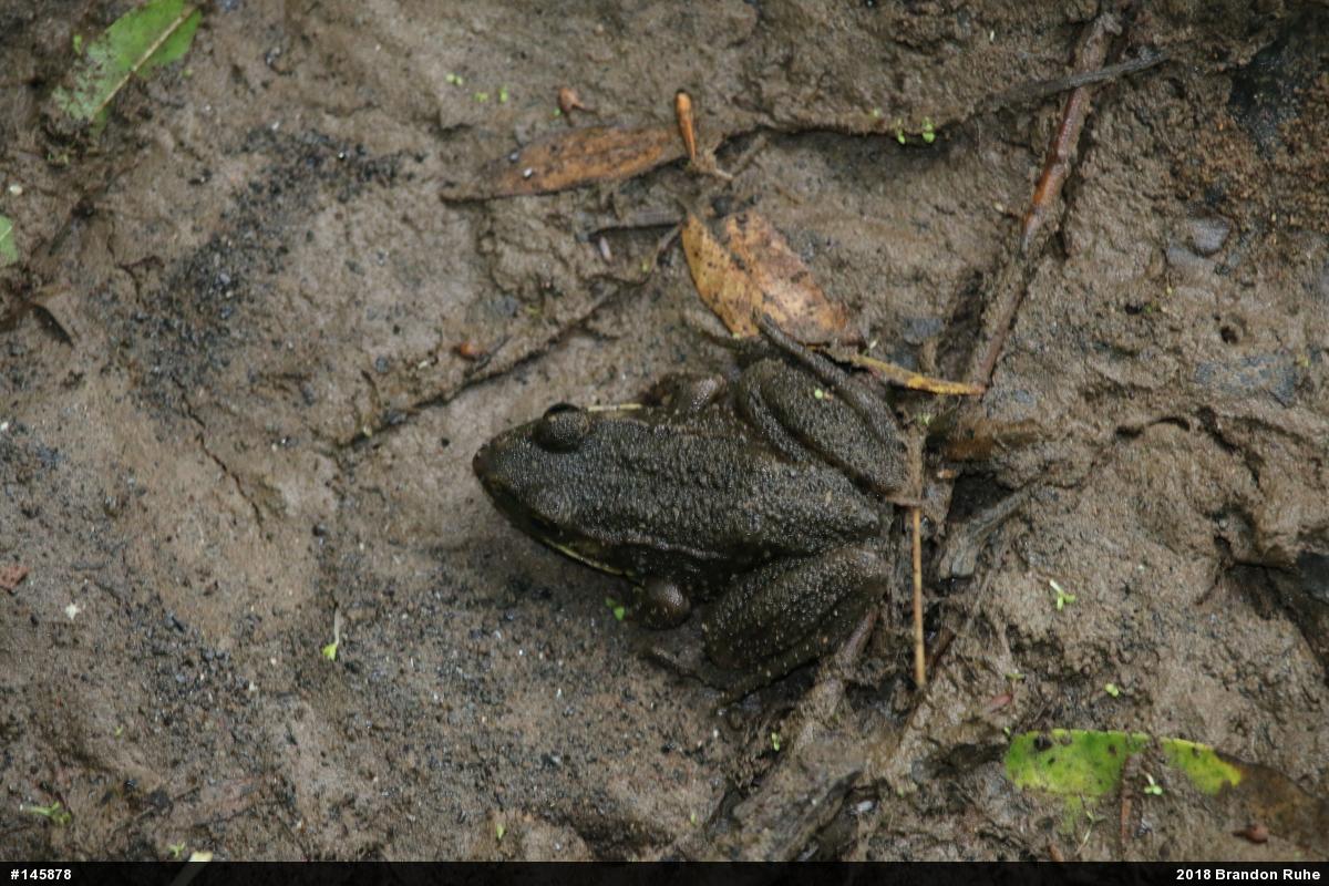 Green Frog
