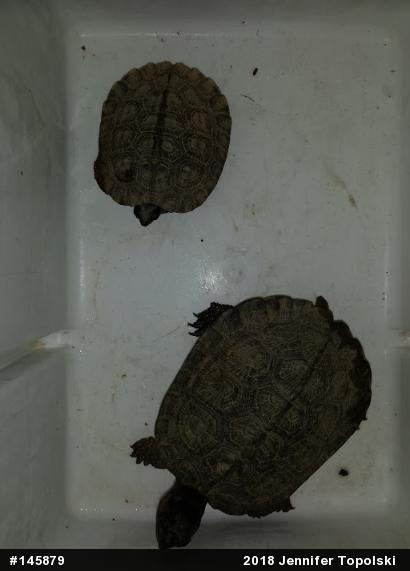 Wood Turtle