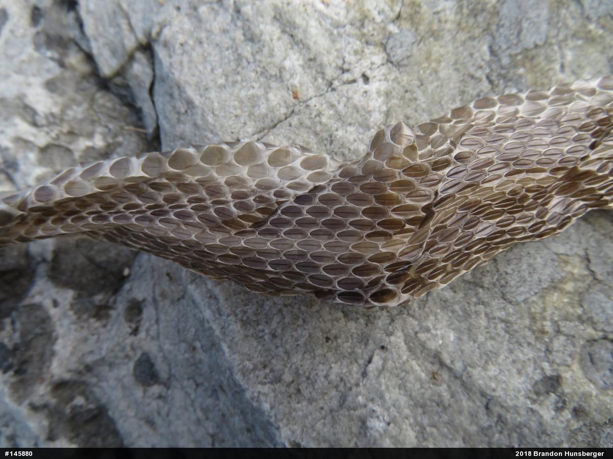 Eastern Gartersnake