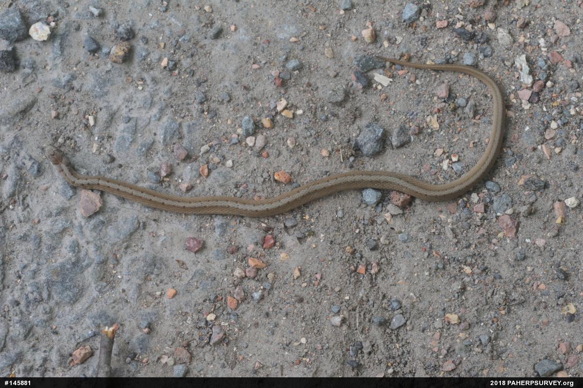 Dekay's Brownsnake